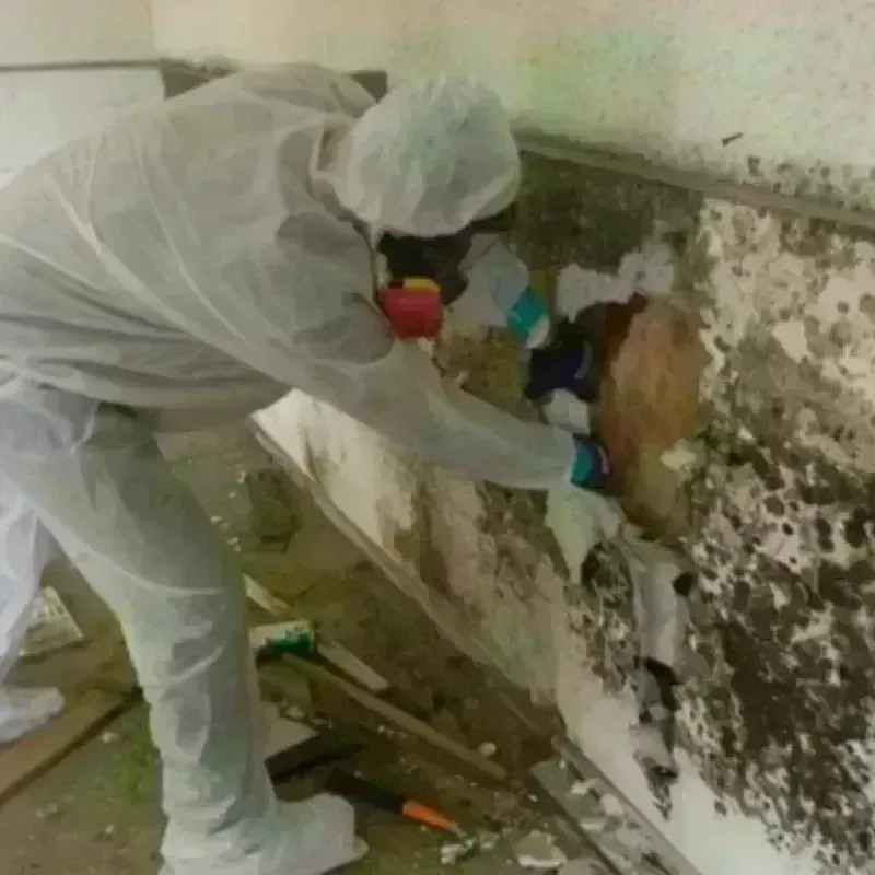 Mold Remediation and Removal in Saint John, KS